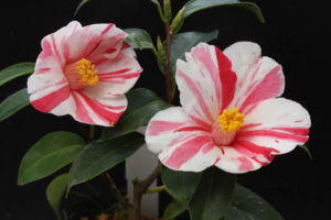 椿の昭和錦です。安定した絞り咲のきれいな花ですが、よくみると葉に斑が入ってような気がします。 椿 昭和錦