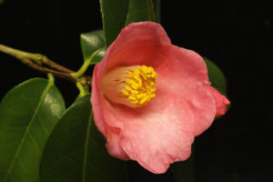 椿 意宇の里です。これで「おうのさと」と読みます。島根の椿で、それほど出回っていない品種だと思います。 おうのさと