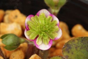 三段咲の実生初花です。優しい雰囲気のとてもいい花だなと思います。 三段咲