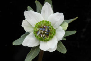 ヒナマツリソウ×セツブンソウ。多弁花で、蜜腺の感じも全体的に異な感じでかなり興味をそそられます。 ヒナマツリ×セツブン