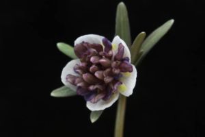 唐子咲のセツブンソウ。いつ見ても迫力あります。セツブンソウの変異個体としては今のところこれが最もインパクトありそうです。 唐子咲セツブンソウ