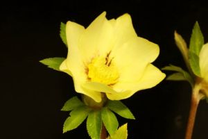 ゴールド系のクリスマスローズがやっと咲きました・・・。小苗から育てたので愛着があります。 クリスマスローズ ゴールド系