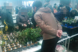 初日の様子。結構な人だかりができています。手前の青年は久保田玄艸園さんです。 初日の山草フェア