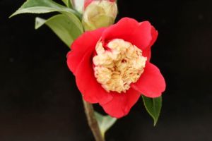 いつみてもきれいな、椿の卜伴(ぼくはん)です。 椿 卜伴