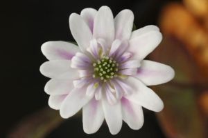 やさしい覆輪の雪割草。上品でとてもいい花です。 雪割草