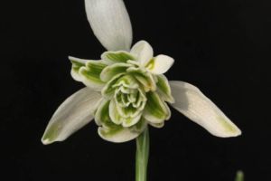 スノードロップ、ニヴァリスの八重咲。なかなか見応えがあります。 八重咲スノードロップ ニヴァリス