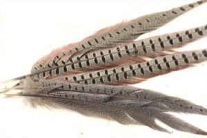 キジの羽根。毎年、雉鍋にしてやろうと思いながら実行できません。 キジの羽根