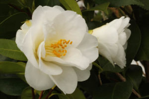 白椿の実生。八重咲のずいぶんきれいな花がさいてラッキーです。 白椿 実生