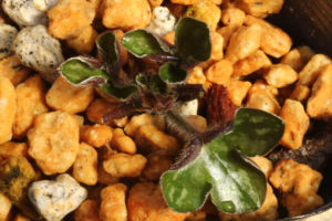 これは新しい葉。芽の真ん中から展開してきます。 雪割草の新しい葉