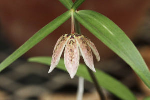 コシノコバイモ×甲斐コバイモ。よく見るとなで肩がやや角張っているような。色も淡い茶色ですね。 コシノコバイモ×甲斐コバイモ