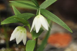 青軸青花の出雲コバイモ。すっきりとしていてきれいです。 素心出雲コバイモ