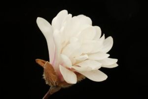 八重咲シデコブシ ロイヤルスターという品種です。モクレンやコブシの仲間は美しい花が多く、大変人気があります。 八重咲シデコブシ ロイヤルスター