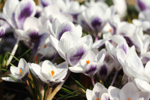 二色咲クロッカスです。プリンス・クラウスという品種です。小型で、朝と昼で表情の違うきれいな品種です。 クロッカス プリンス・クラウス