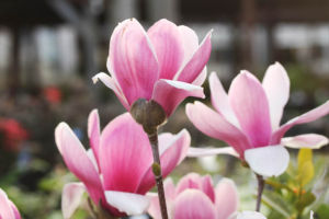 モクレン サティスファクションという品種。これも二色咲でしょうかね。やっぱりきれいです。 モクレン サティスファクション