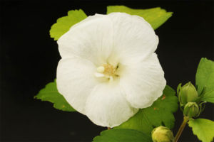 ムクゲ 大徳寺白。円弁のきれいなムクゲですね。 ムクゲ 大徳寺白