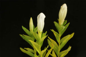 白花ソラヌマリンドウ。エゾオヤマリンドウの矮性種みたいです。花は薄い紫。 白花ソラヌマリンドウ