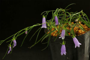 地蔵岳ホウオウシャジン。南アルプス地蔵岳産のイワシャジンで、これはとても良いタイプのようです。 地蔵岳ホウオウシャジン