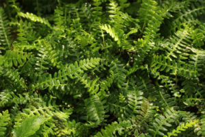 ペンナマリナシシガシラ。小型のシシガシラの仲間。昔は獅子葉もありましたが最近見かけません。 ペンナマリナシシガシラ