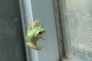 かえるです。 カエル