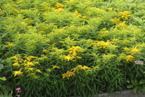 セイタカアワダチソウ(ソリダゴ)もたくさんの園芸種があります。雑草化しそうで怖い。 セイタカアワダチソウ
