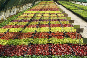 ヒューケラもこうしてみるときれいなものですね。 ヒューケラ