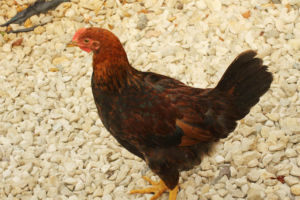 鶏です。 ニワトリ