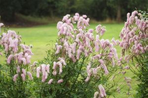 ギリスの店に通じる小道の脇に植えてあってきれいでした。トウウチソウでしょうか。 トウウチソウ