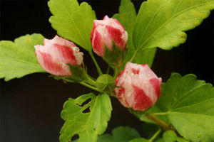 この八重咲のムクゲはとにかく斑が暴れる。でも、斑がなくても綺麗。蕾もきれい。 斑入八重咲ムクゲ"