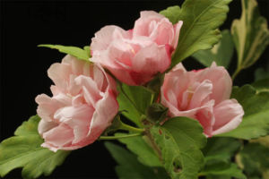 同じ八重咲ムクゲ。咲いたらやっぱり綺麗。斑がない個体も、それはそれでいいかも。 斑入八重咲ムクゲ"