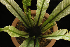 斑入のタニワタリ。久しぶりにみました。沖縄では食用にするそうです。(もちろん斑のないやつ) 斑入タニワタリ