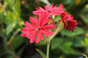 間違って今頃さいていたセンノウゲです。やっぱり、鮮やかな花色ですね。きれいです。 センノウゲ
