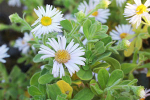 ダルマギク。もこもこした感じの姿が何とも言えずいいです。花もきれい。もう少し低く咲かせてみたい。 ダルマギク