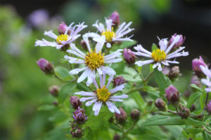 オビトケノコンギク。舌状花が筒咲になるタイプです。キク科に多く、エキナセアなんかでもこういう咲き方のがあります。 オビトケノコンギク