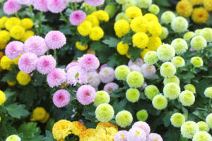 ポンポンギク ポンポンギク