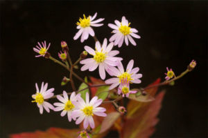 清澄シラヤマギク 清澄シラヤマギク