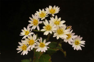 薄桃シラヤマギク 薄桃シラヤマギク