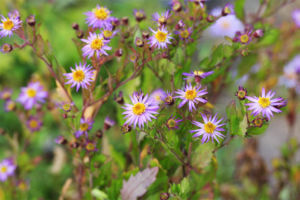 淀川ノコンギク 淀川ノコンギク