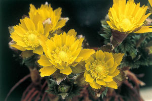 福寿草の金鵄(きんし)です。これは丈夫な印象。だいぶお求めやすくなりました。 福寿草 金鵄