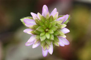 千重咲と三段咲の中間型の雪割草です。これで、中の緑と外側の紫がもっとはっきりした色だと、非常に優れた花になります。 変化咲雪割草