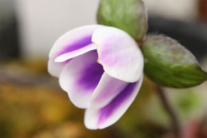 まだ半開きの白覆輪花です。ここまで上がっていると、日中日が差して温度が高くなると全開します。 開きかけの標準花