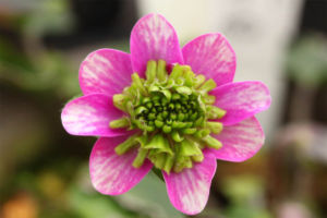 早めに咲いてきた三段咲です。けっこうしっかりと開いてきています。 三段咲