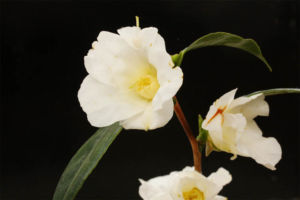 椿の白侘介です。外においていたので、少し傷んでしまった。 椿 白侘介