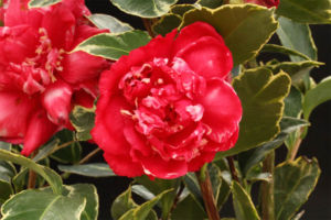 椿の弁天神楽です。やはり豪華な花ですね。これも早く咲いてくるので、冬は保護した方がきれいに咲かせられます。 椿 弁天神楽