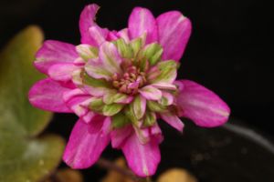 雪割草 実生新花 雪割草 実生新花