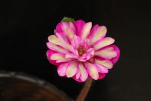 雪割草 実生新花 雪割草 実生新花