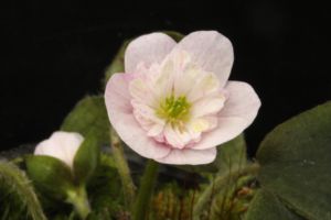 雪割草 実生新花 雪割草 実生新花