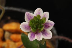 雪割草 実生新花 雪割草 実生新花