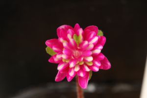 雪割草 実生新花 雪割草 実生新花