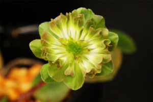 雪割草その1。緑弁二段咲。 雪割草その1。緑弁二段咲。