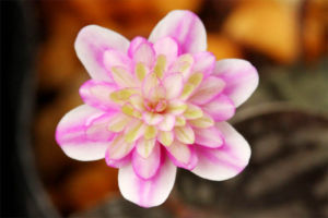 雪割草その3。覆輪系の千重咲。 雪割草その3。覆輪系の千重咲。